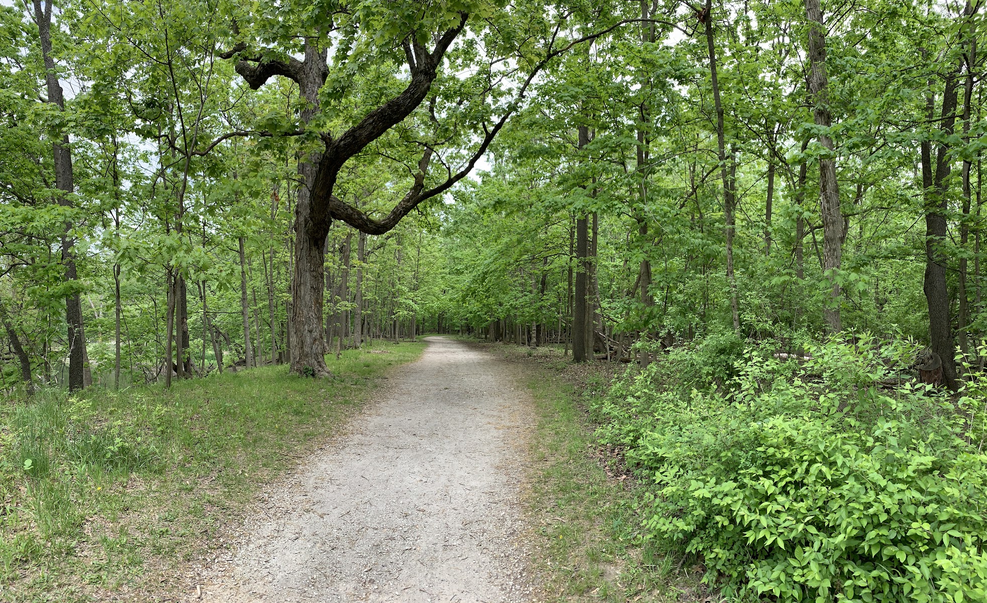 Linne Woods