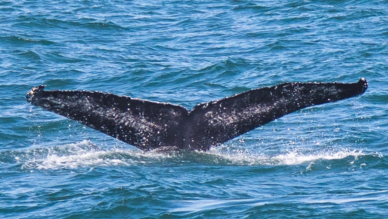 Long Island Whale and Seal Watching