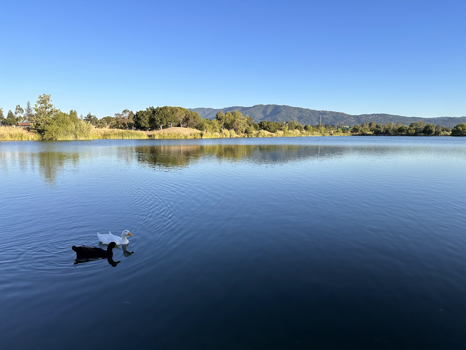 Los Gatos Creek County Park