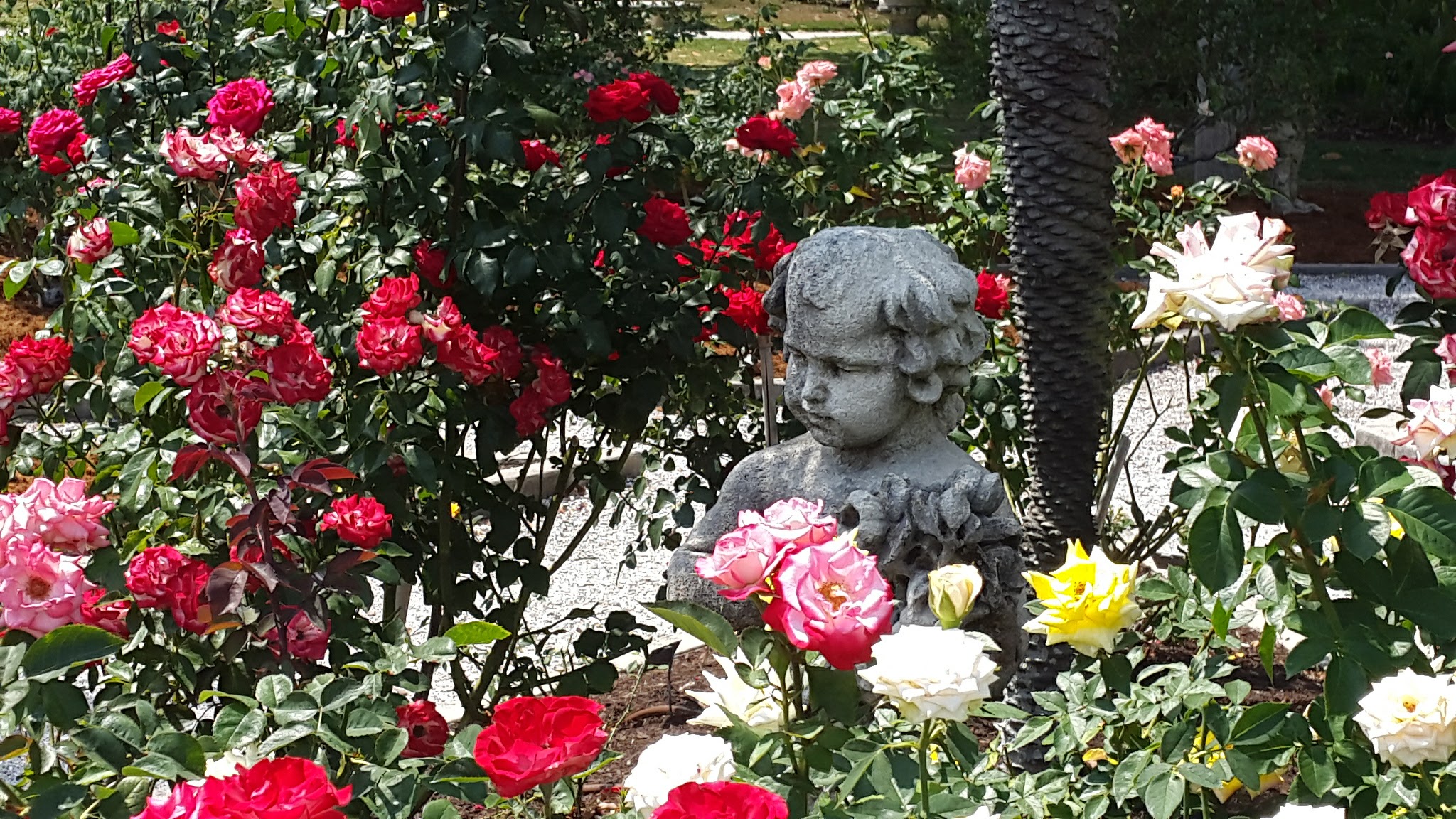 Mable Ringling Rose Garden at The Ringling
