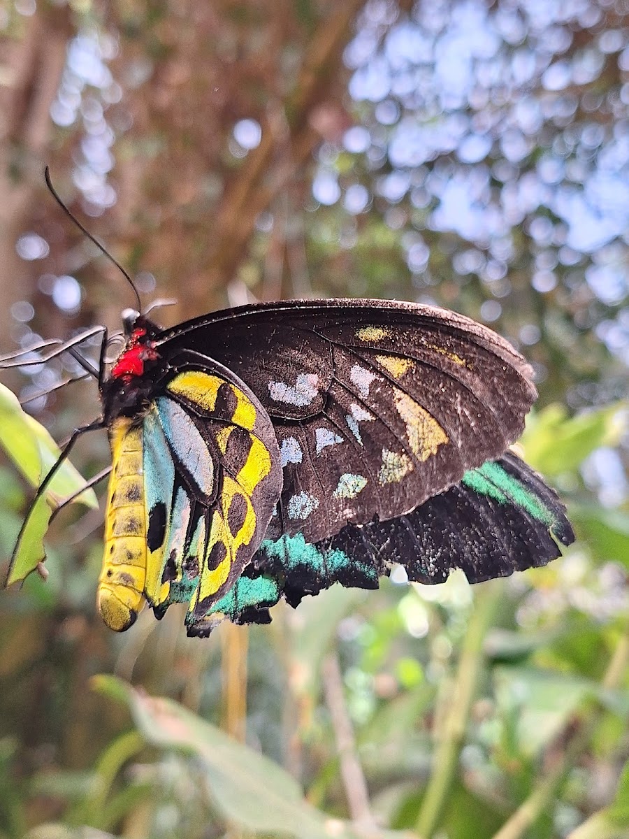 Magic Wings Butterfly Conservatory