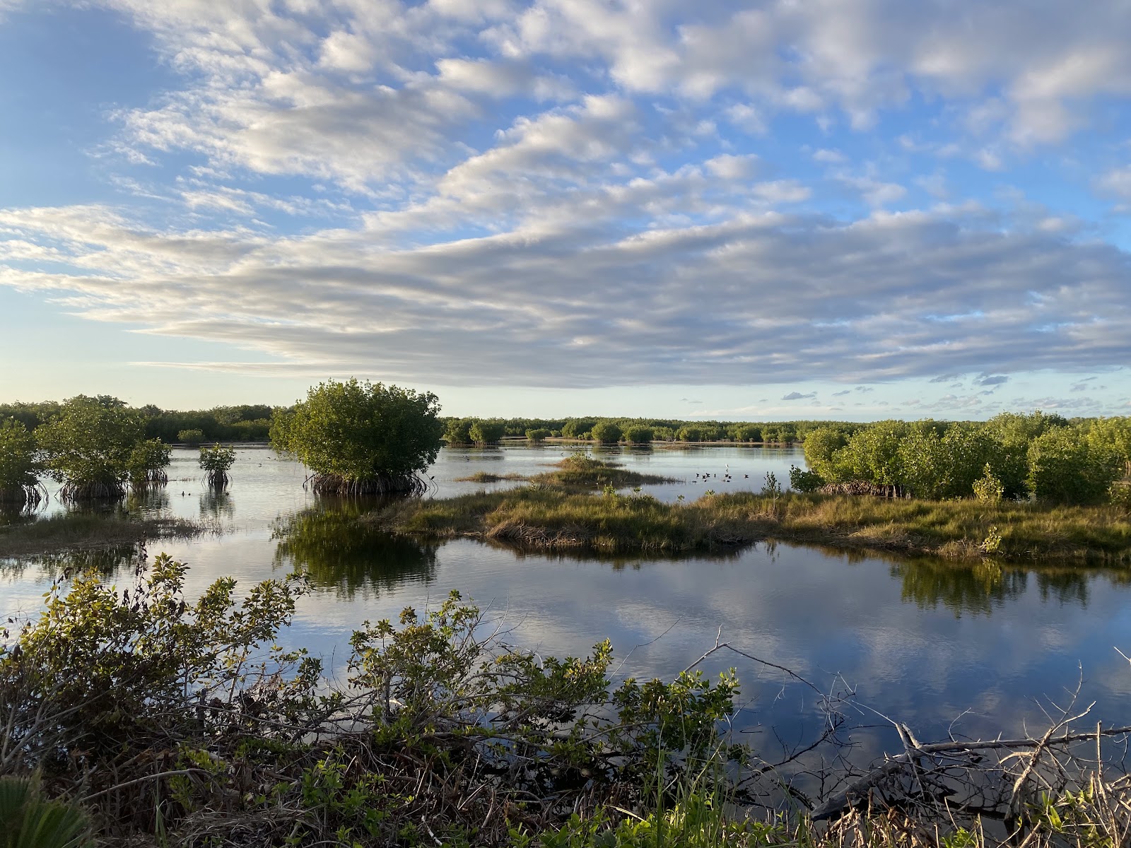 Marsh Trail - Ten Thousand Islands NWR
