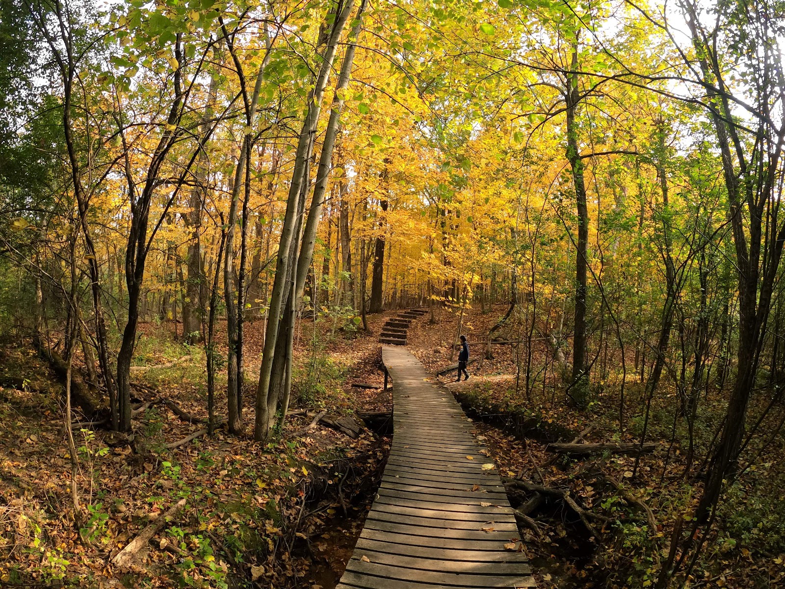 McDonald Woods Forest Preserve