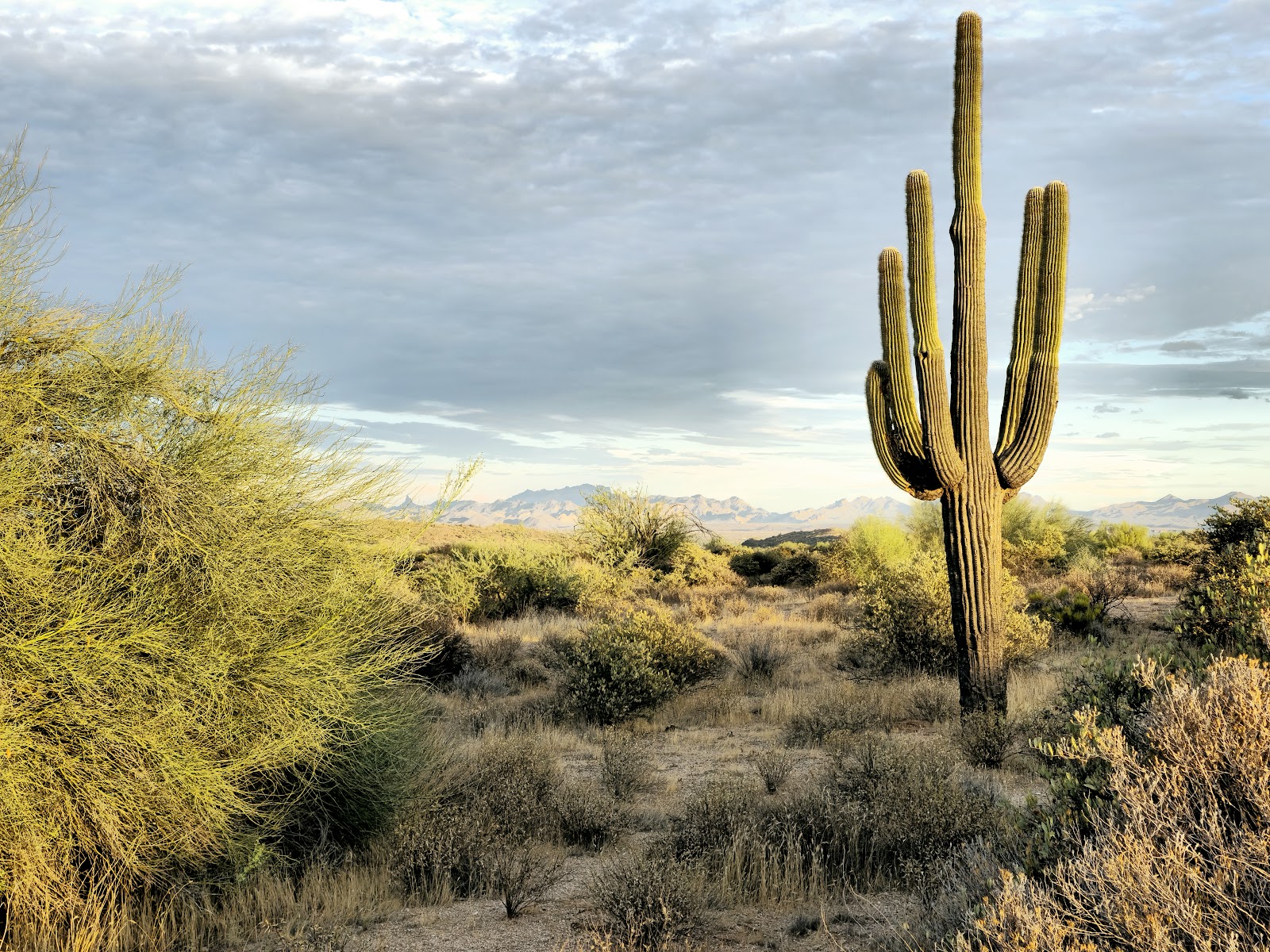 McDowell Mountain Regional Park