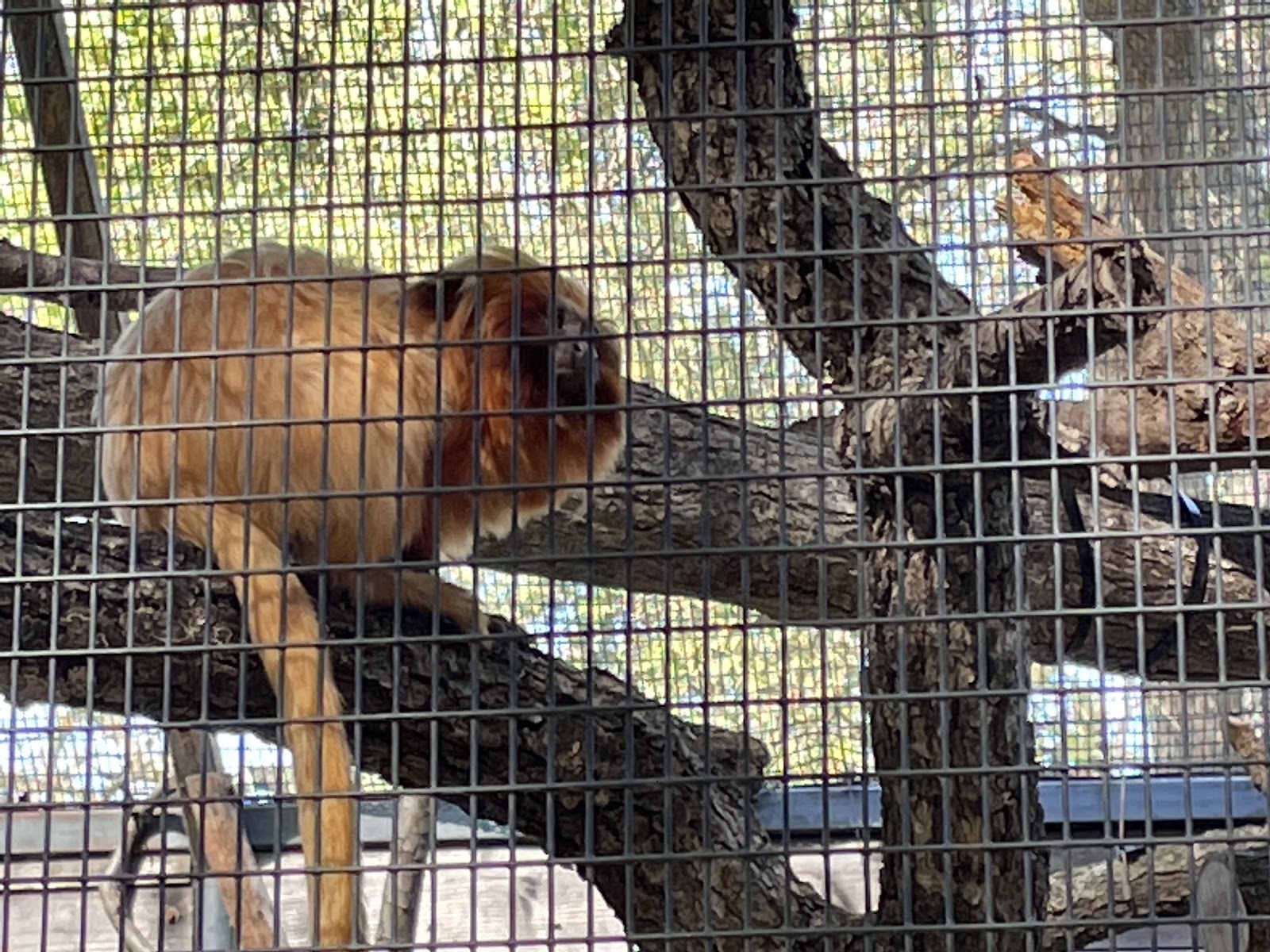 Micke Grove Zoo