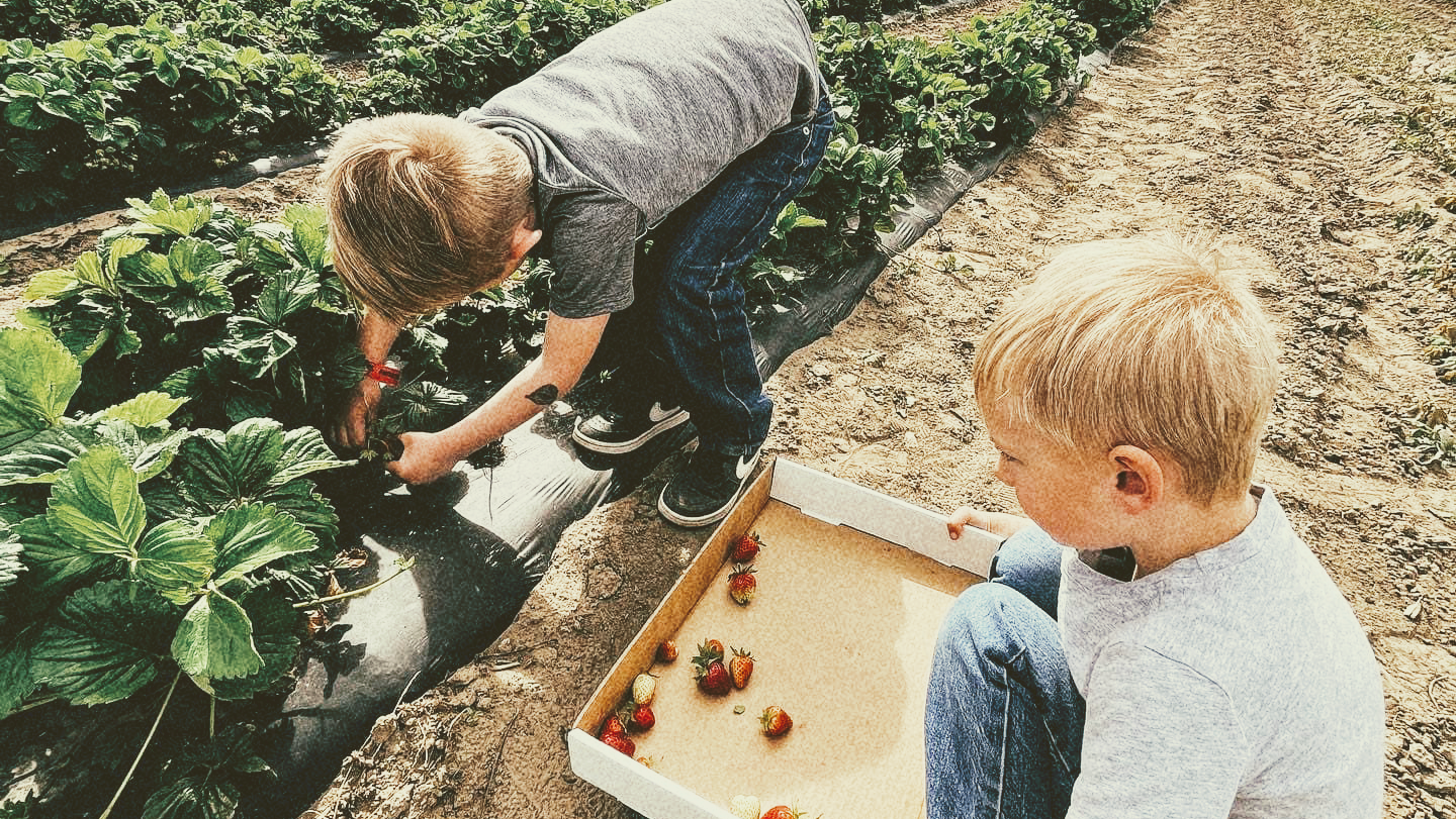 Middleton Farms