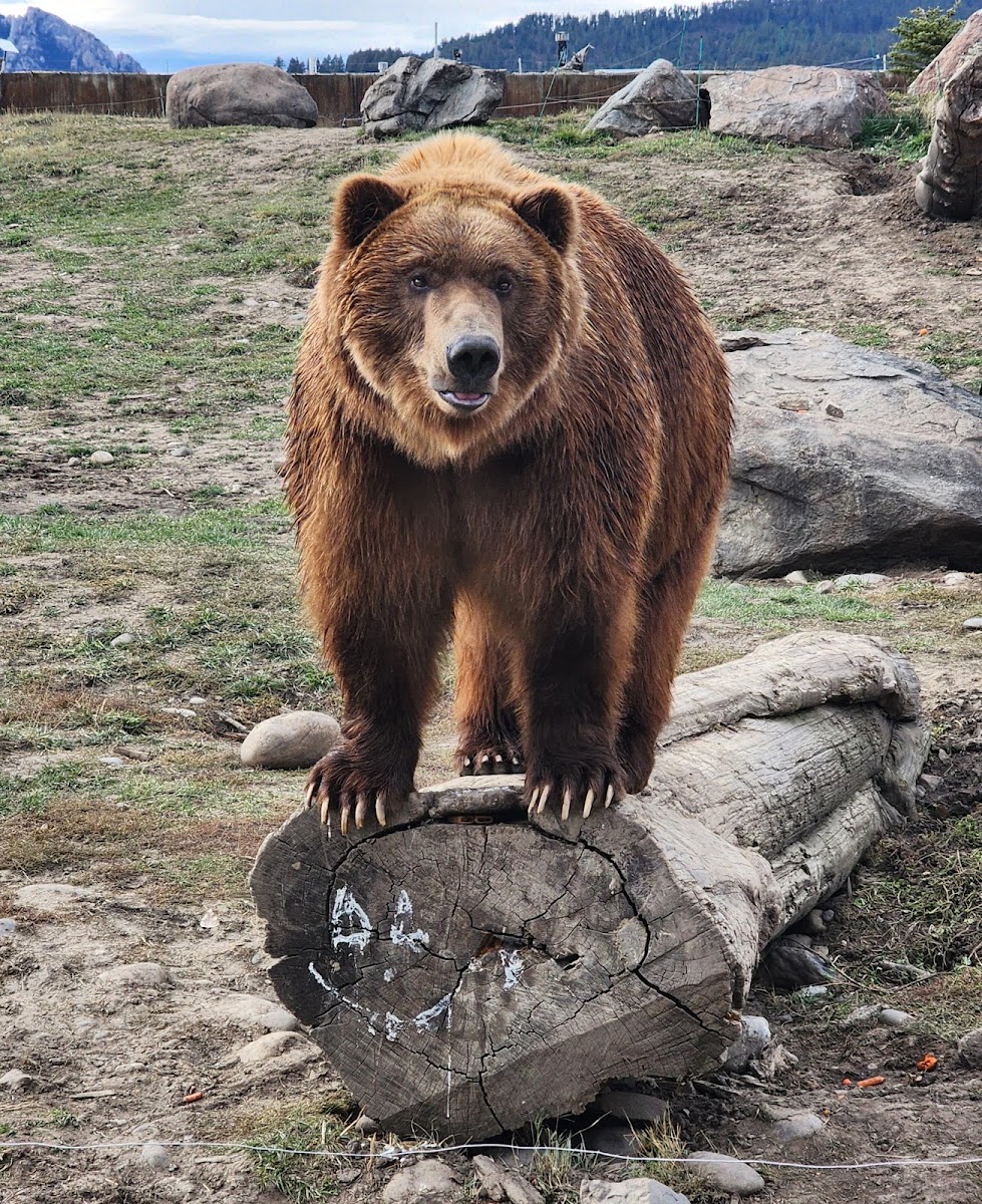 Montana Grizzly Encounter