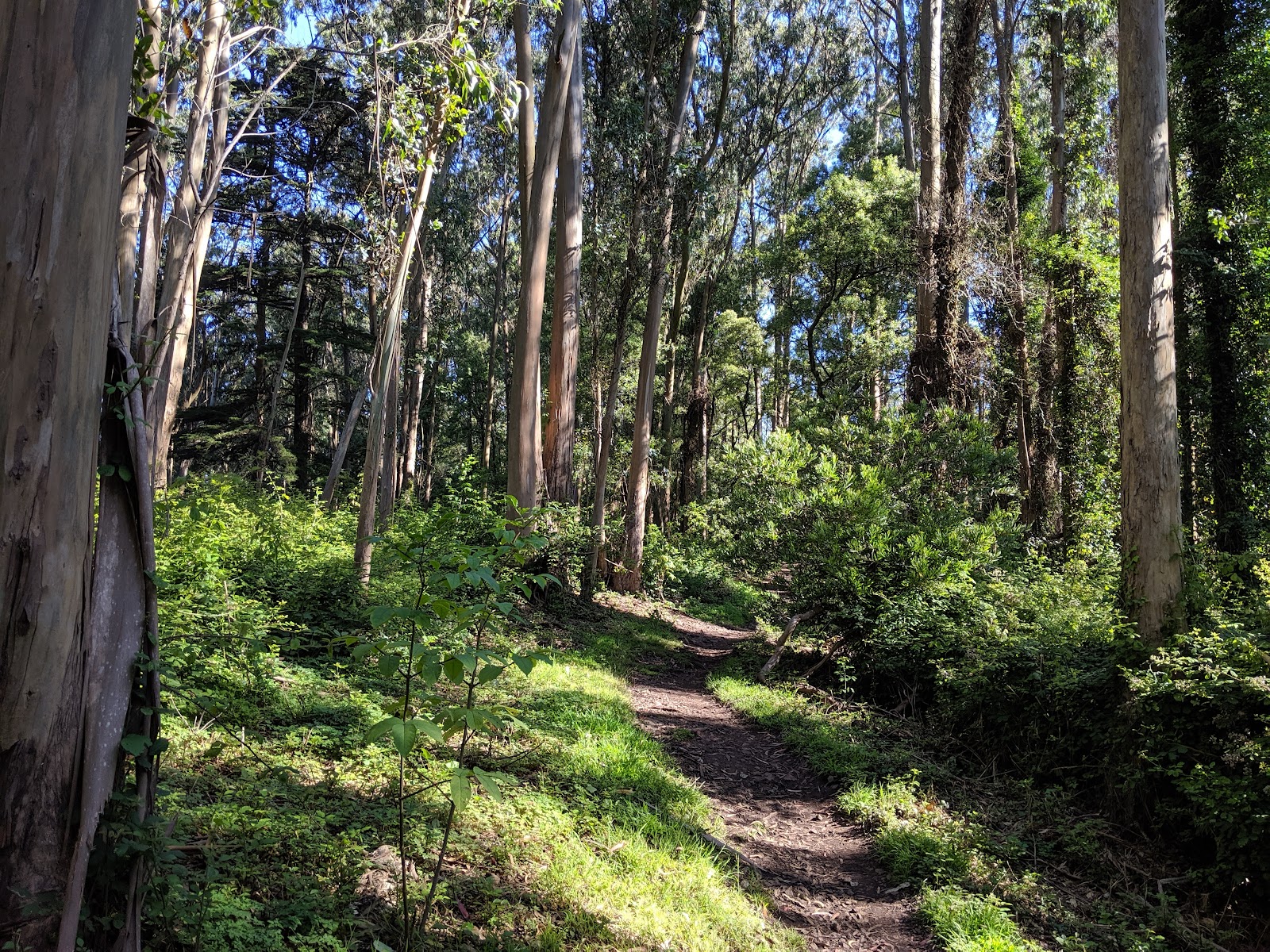 Mount Sutro Open Space Reserve
