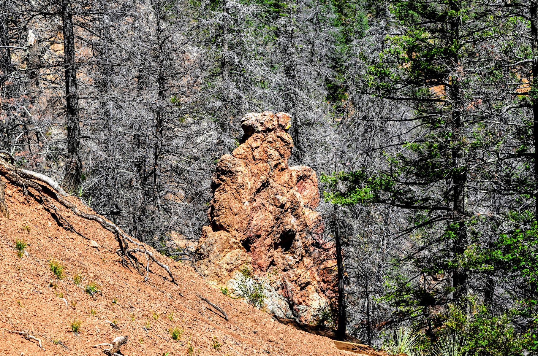 Mt Cutler and Muscoco Trailhead