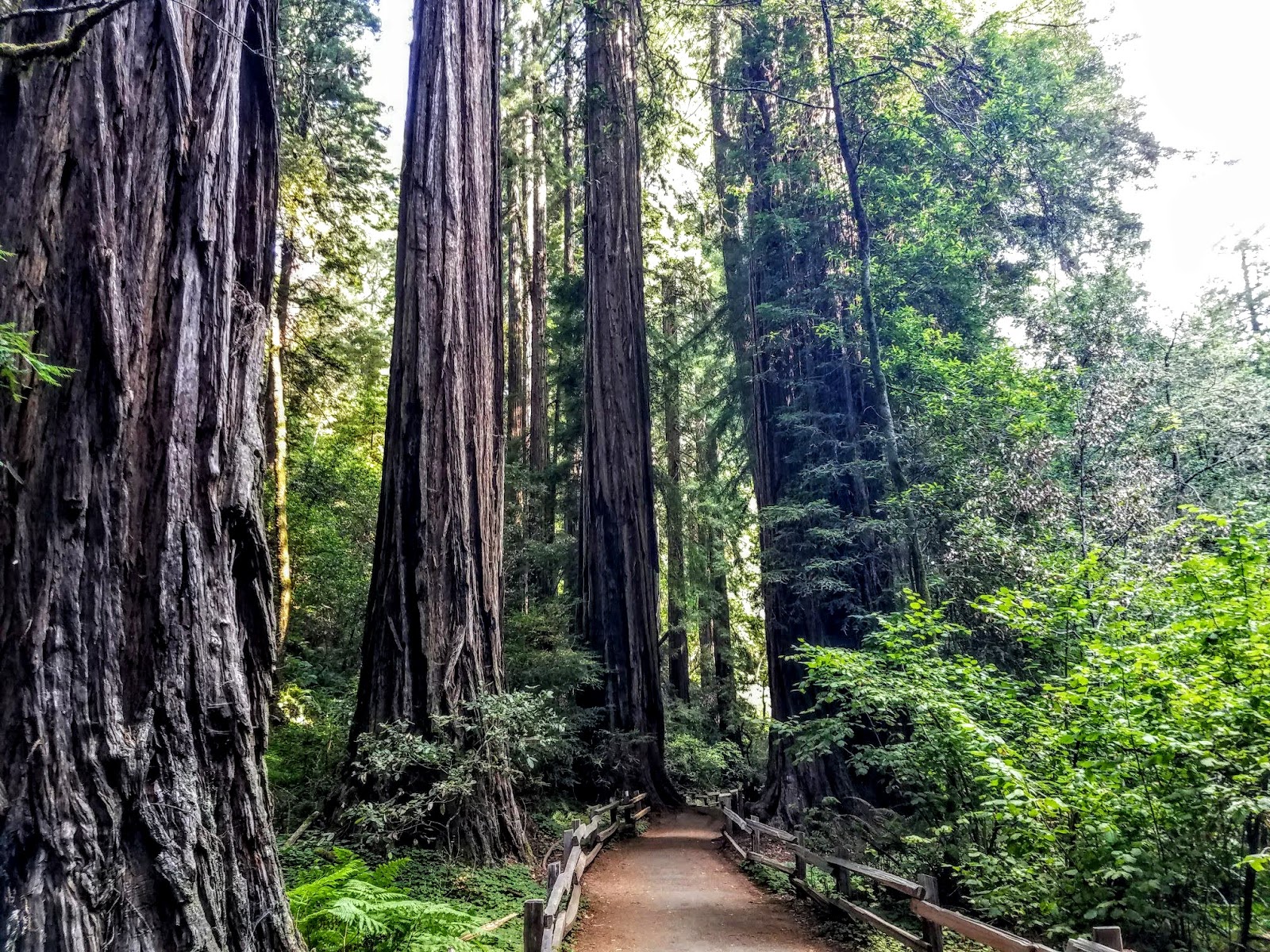 Muir Woods National Monument