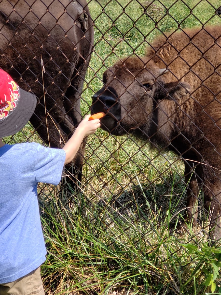 Native Hoofed Animal Enclosure