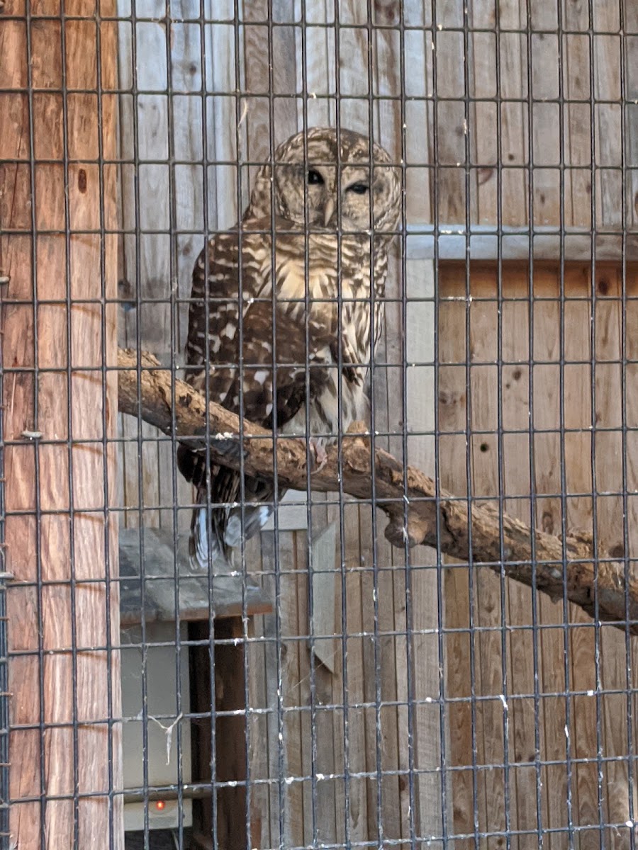 New Hampshire Audubon