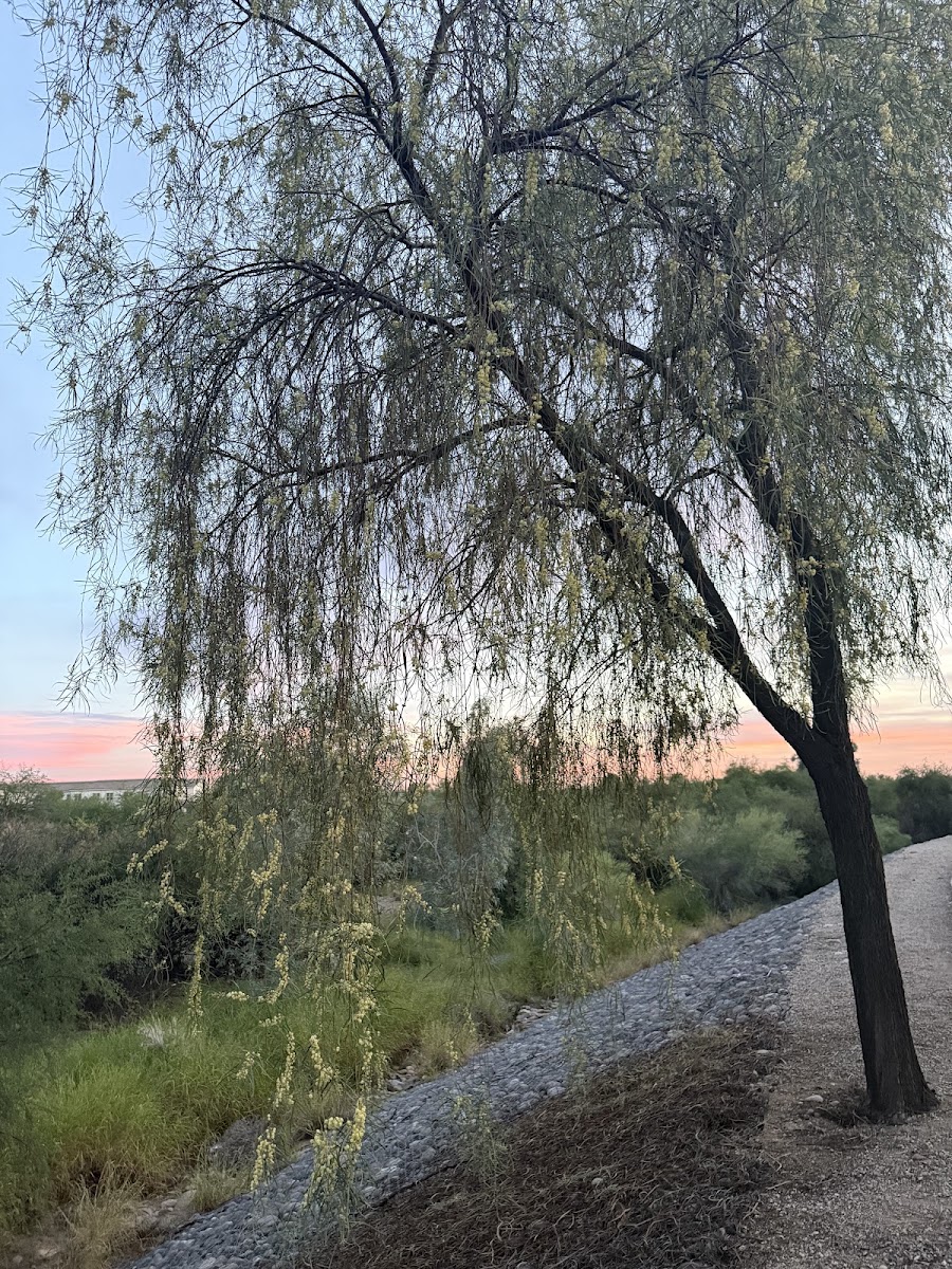 New River Trailhead at Fletcher Heights