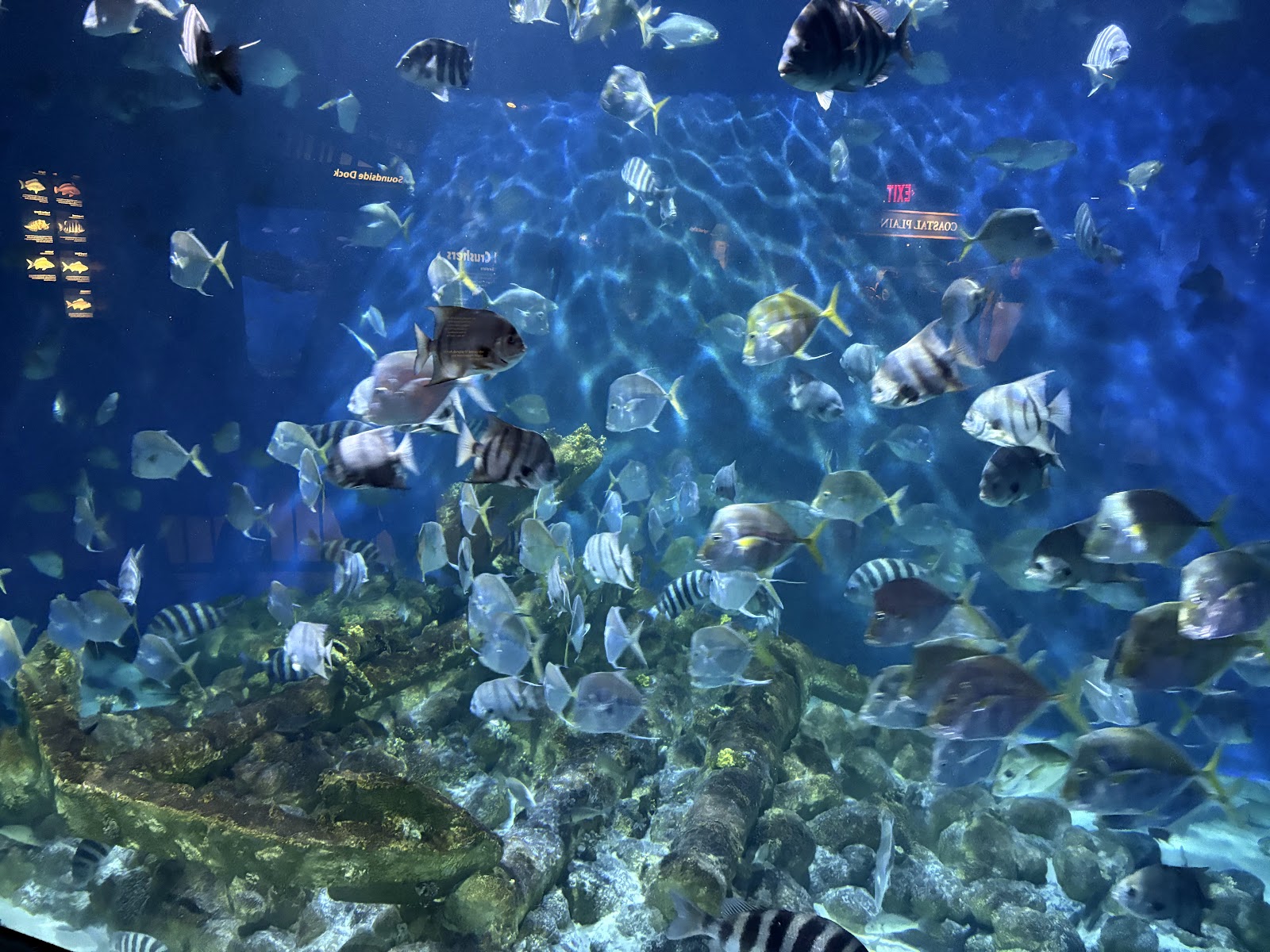 North Carolina Aquarium at Pine Knoll Shores