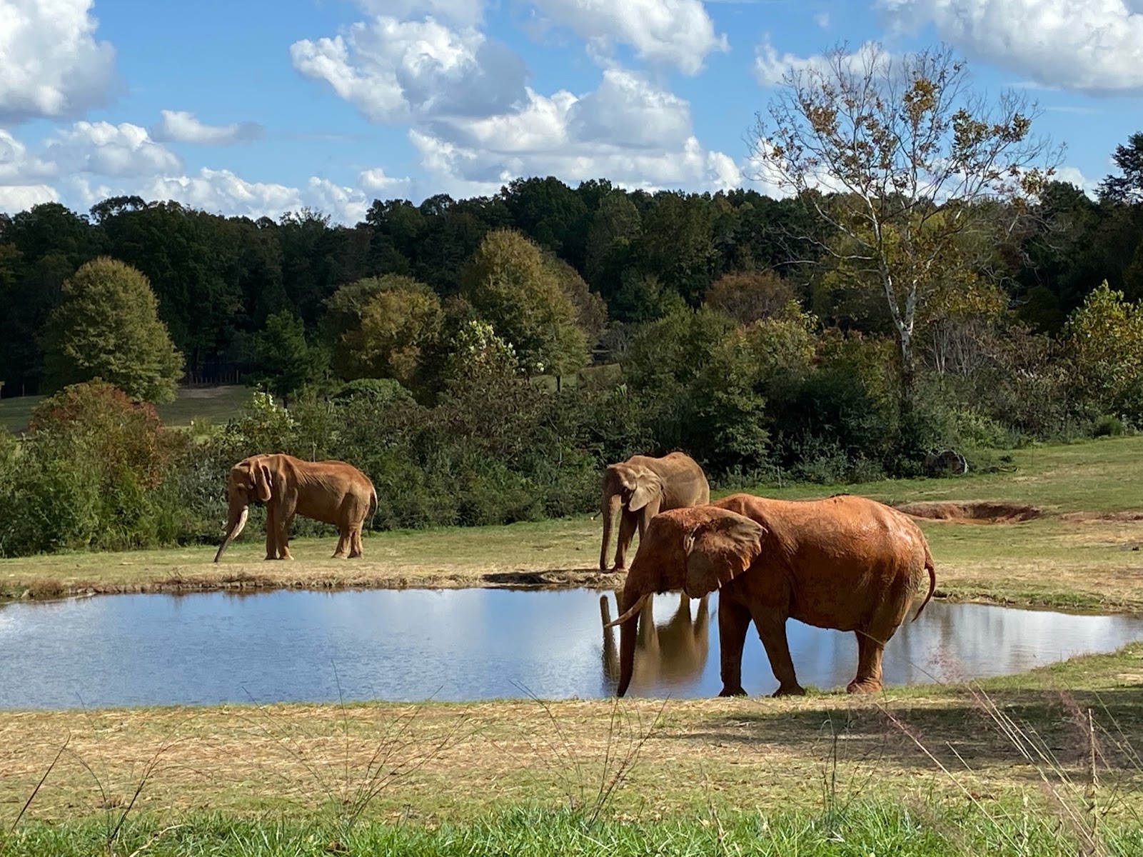 North Carolina Zoo