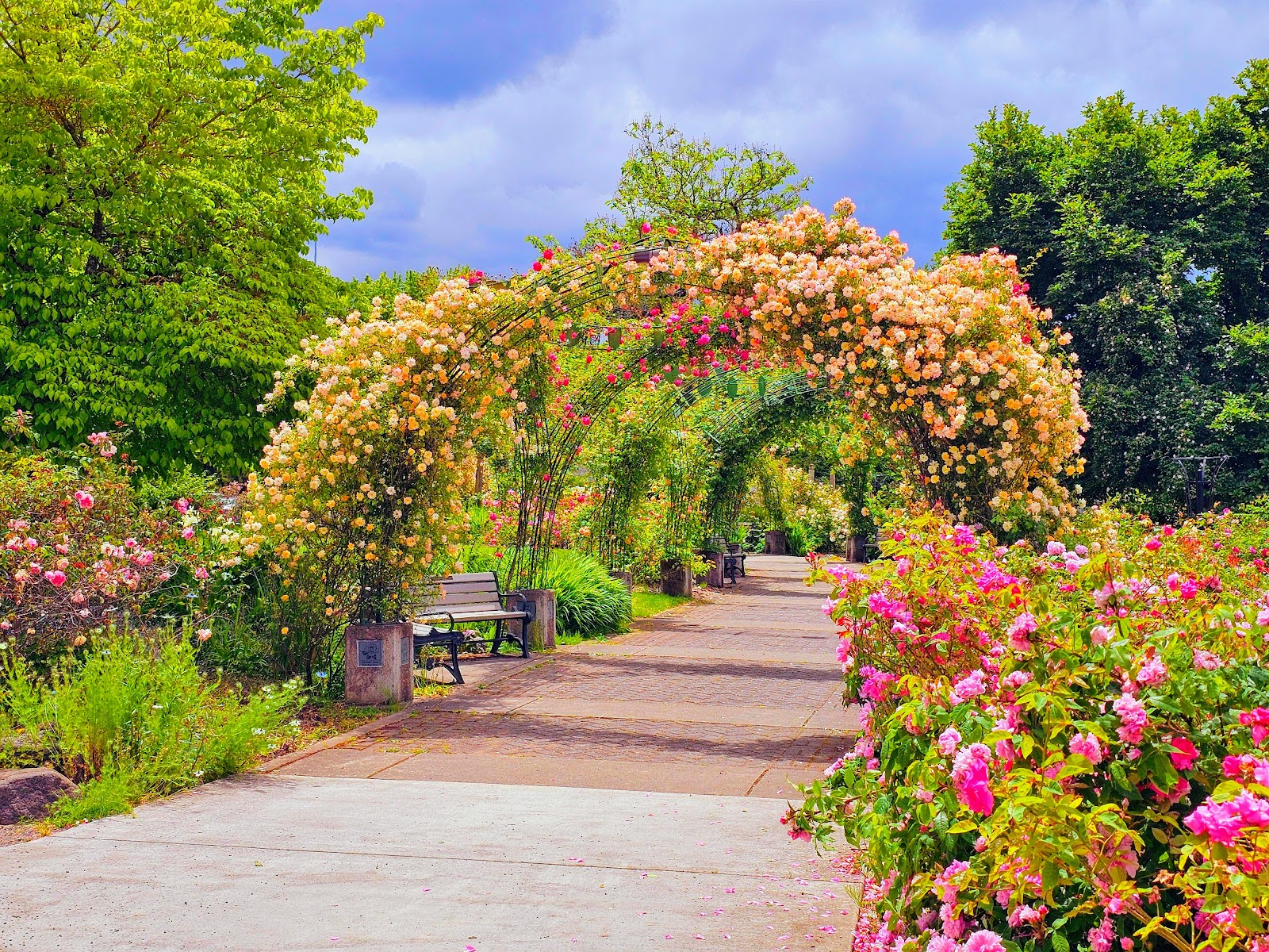 Owen Rose Garden