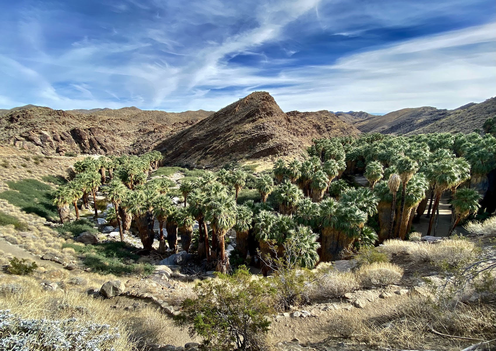 Palm Canyon