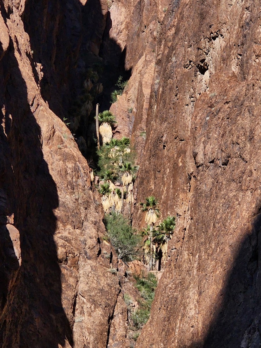 Palm Canyon, Kofa N.W.R.
