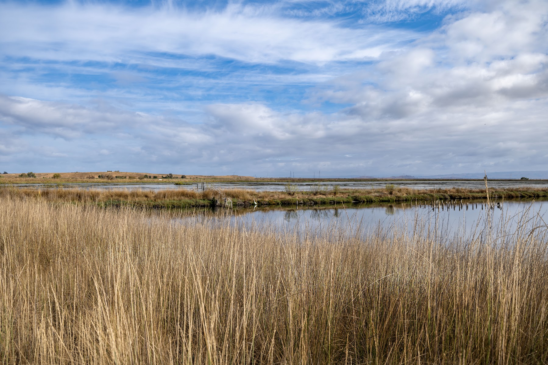Palo Alto Baylands Nature Preserve Trail