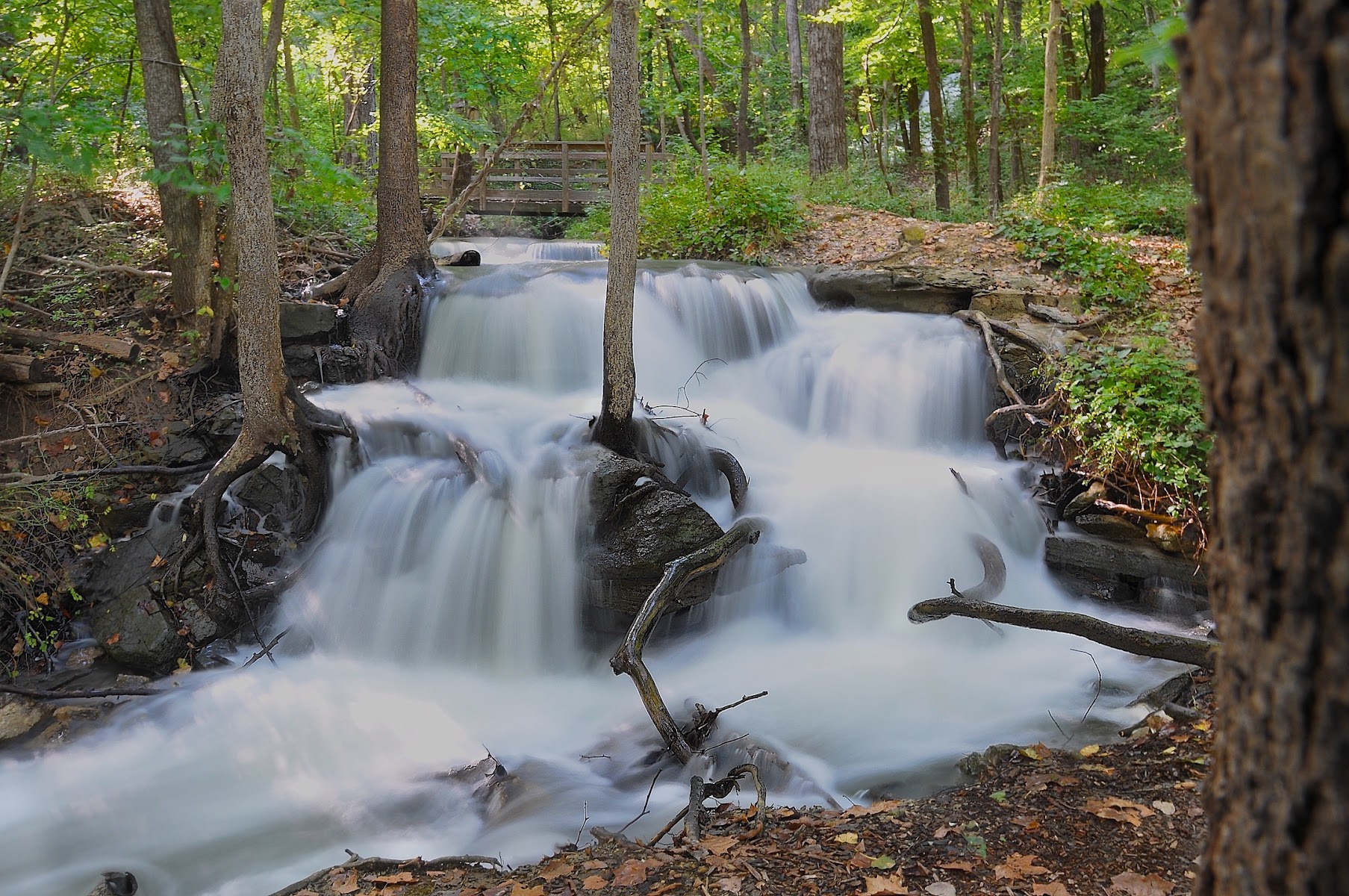 Parkville Nature Sanctuary