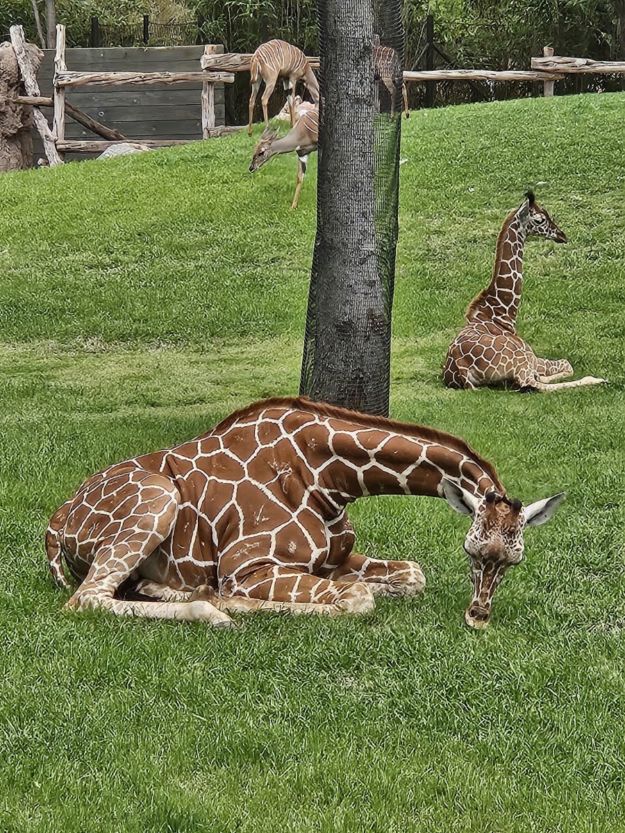 Petting Barn at Fort Worth Zoo