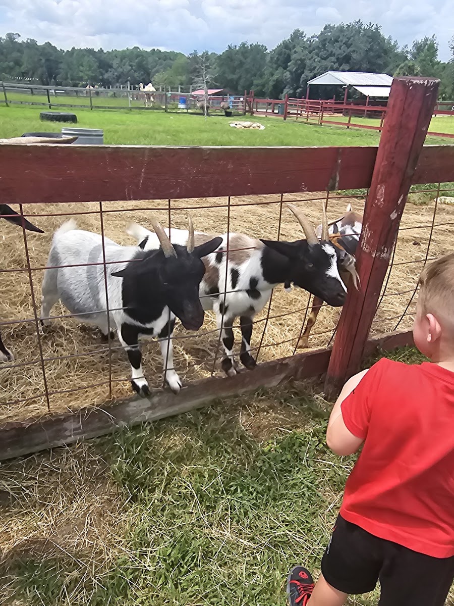 Petting Zoo Ocala