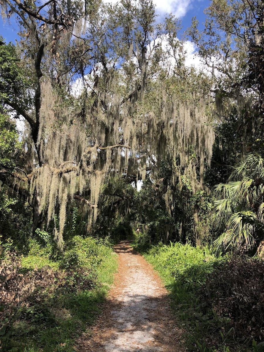Pine Island Ridge Natural Area