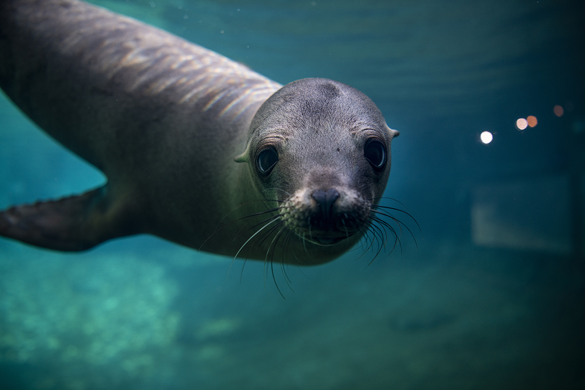 Point Defiance Zoo & Aquarium