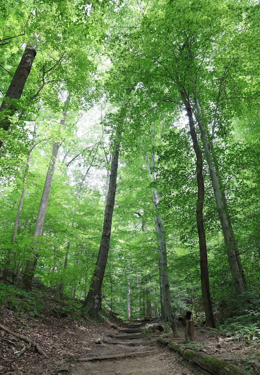 Potomac Overlook Regional Park
