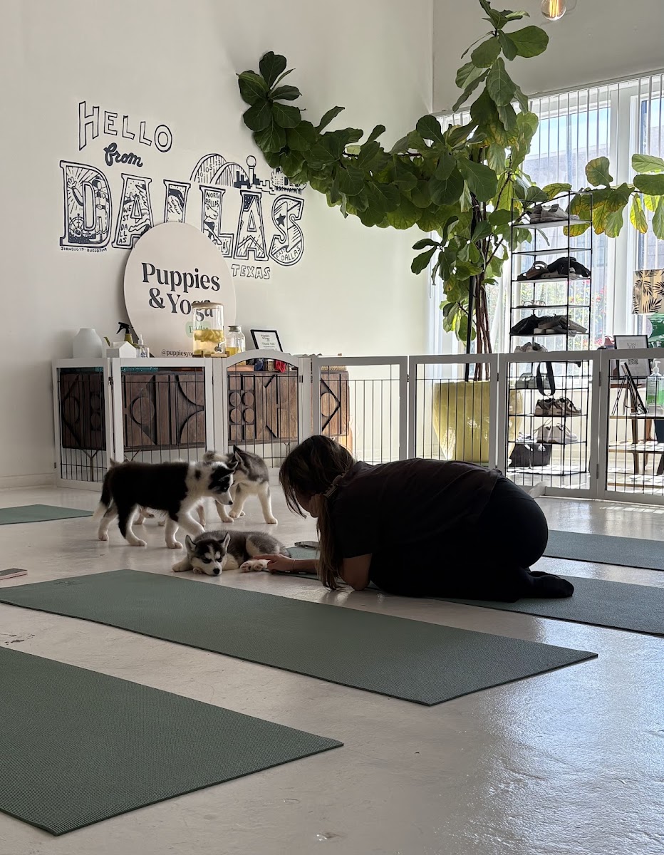 Puppy Yoga Dallas 3 (Puppies Yoga)