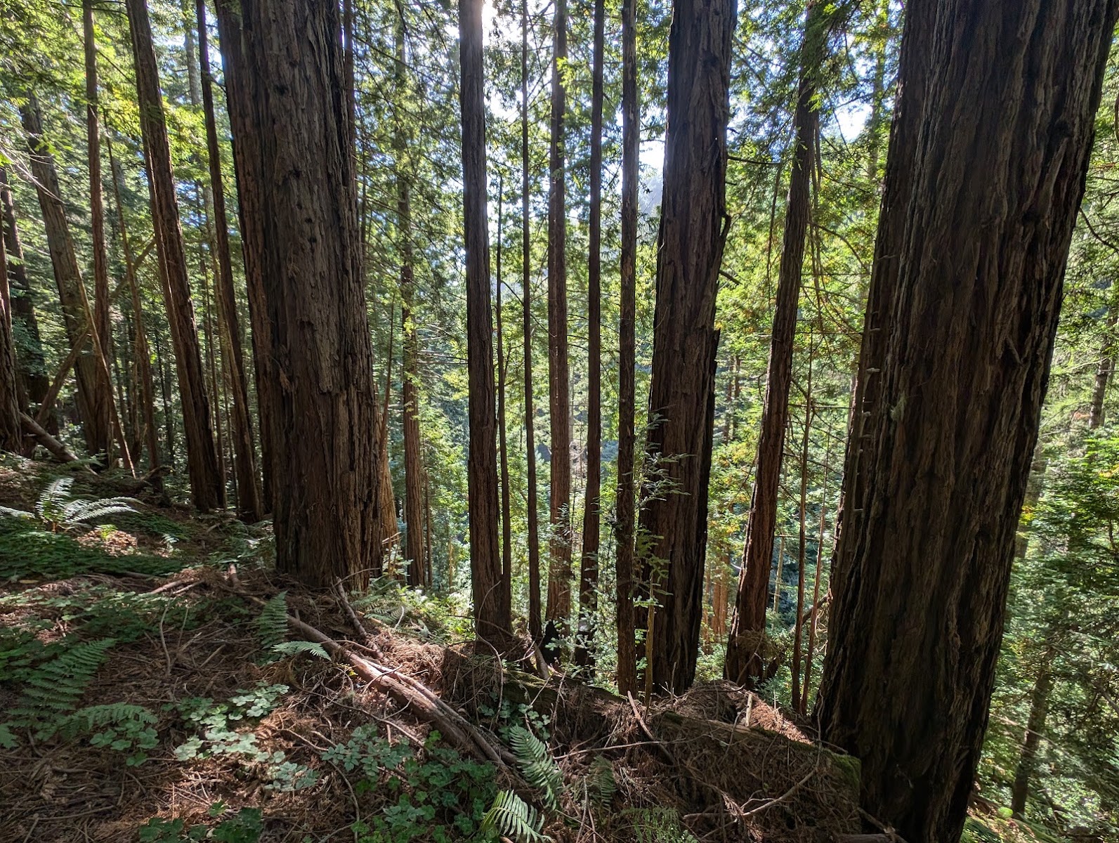 Purisima Creek Redwoods Open Space Preserve