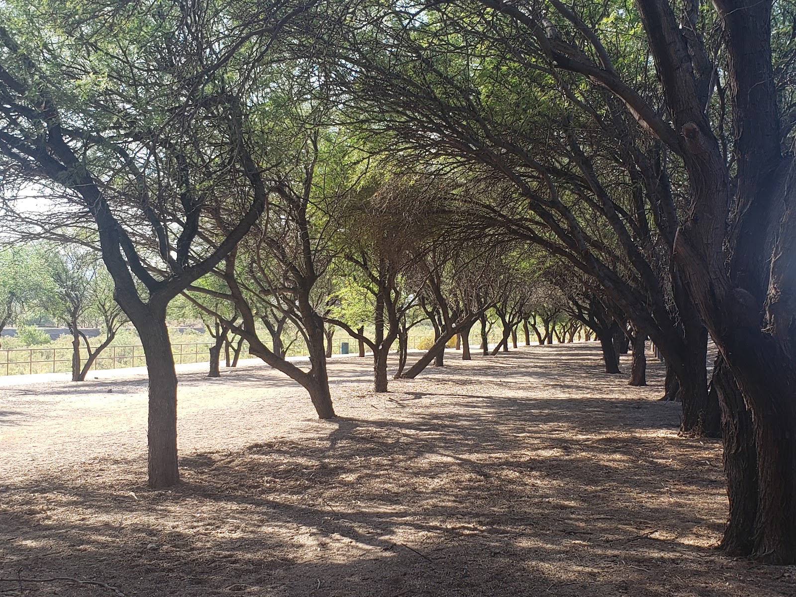 Rillito River Park at La Canada
