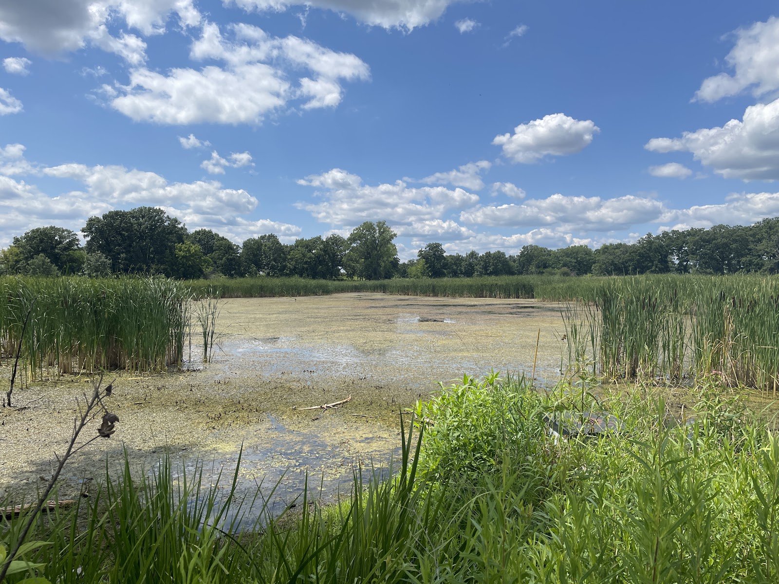 Rollins Savanna Forest Preserve