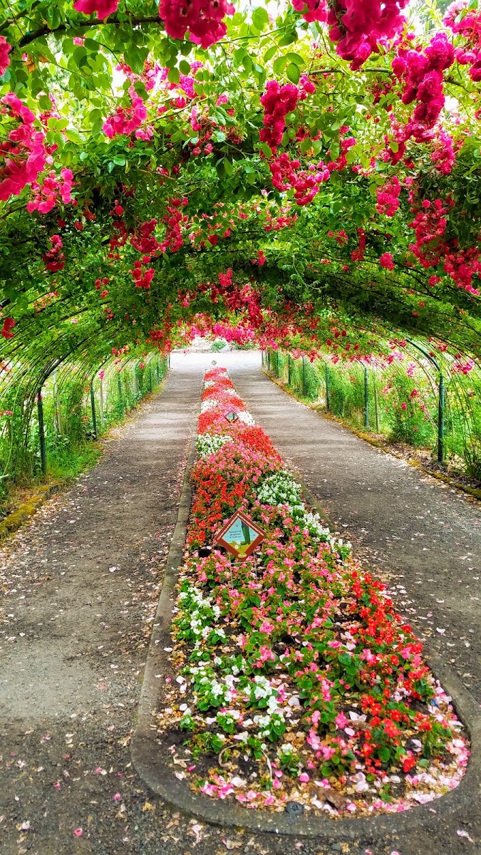 Rose Garden