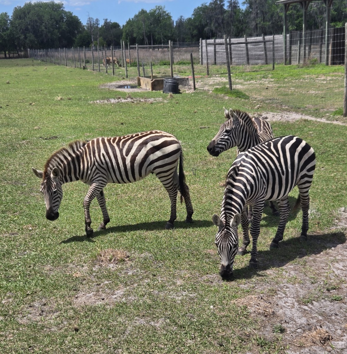 Safari Wilderness