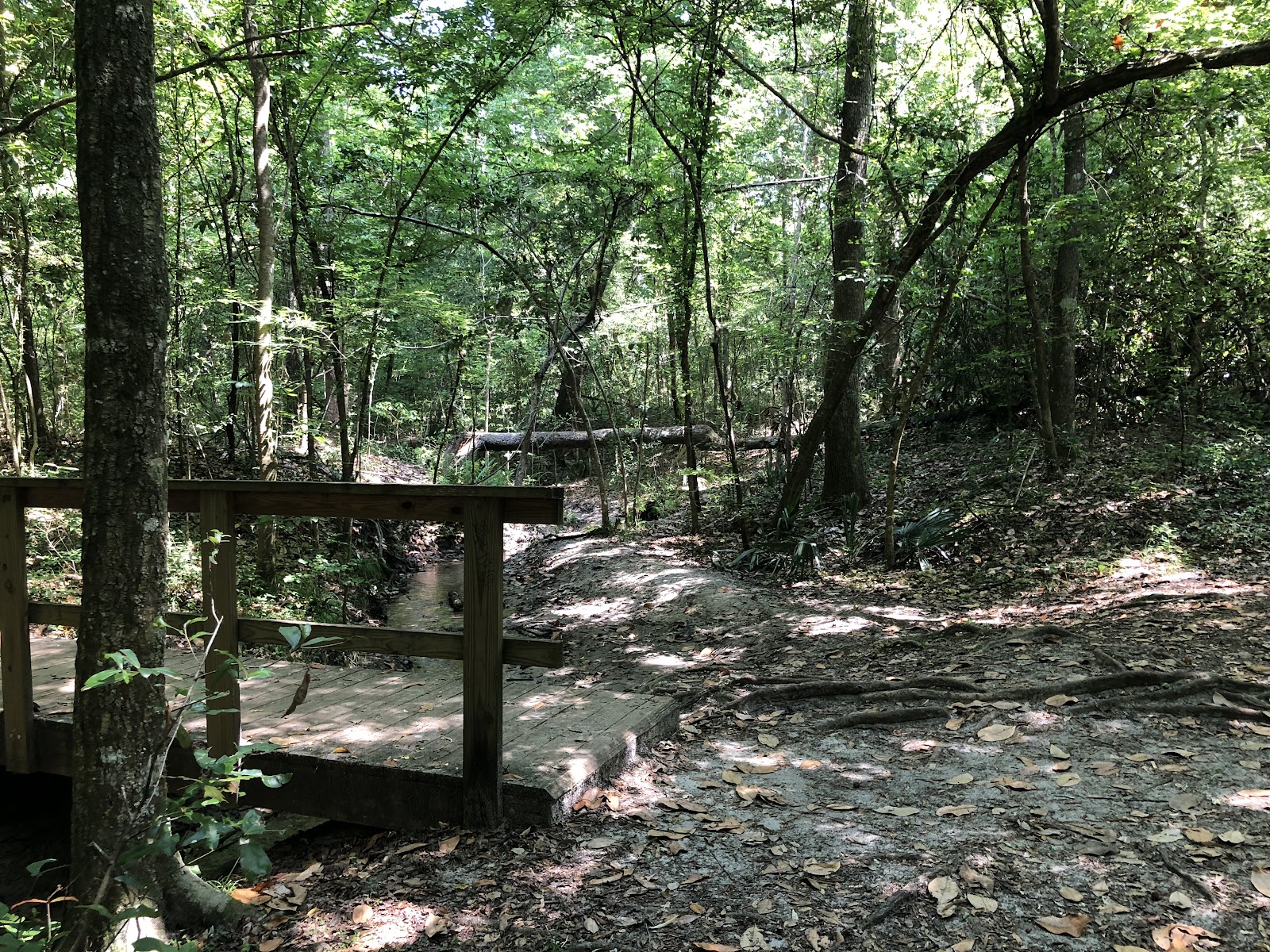 San Felasco Hammock Preserve State Park