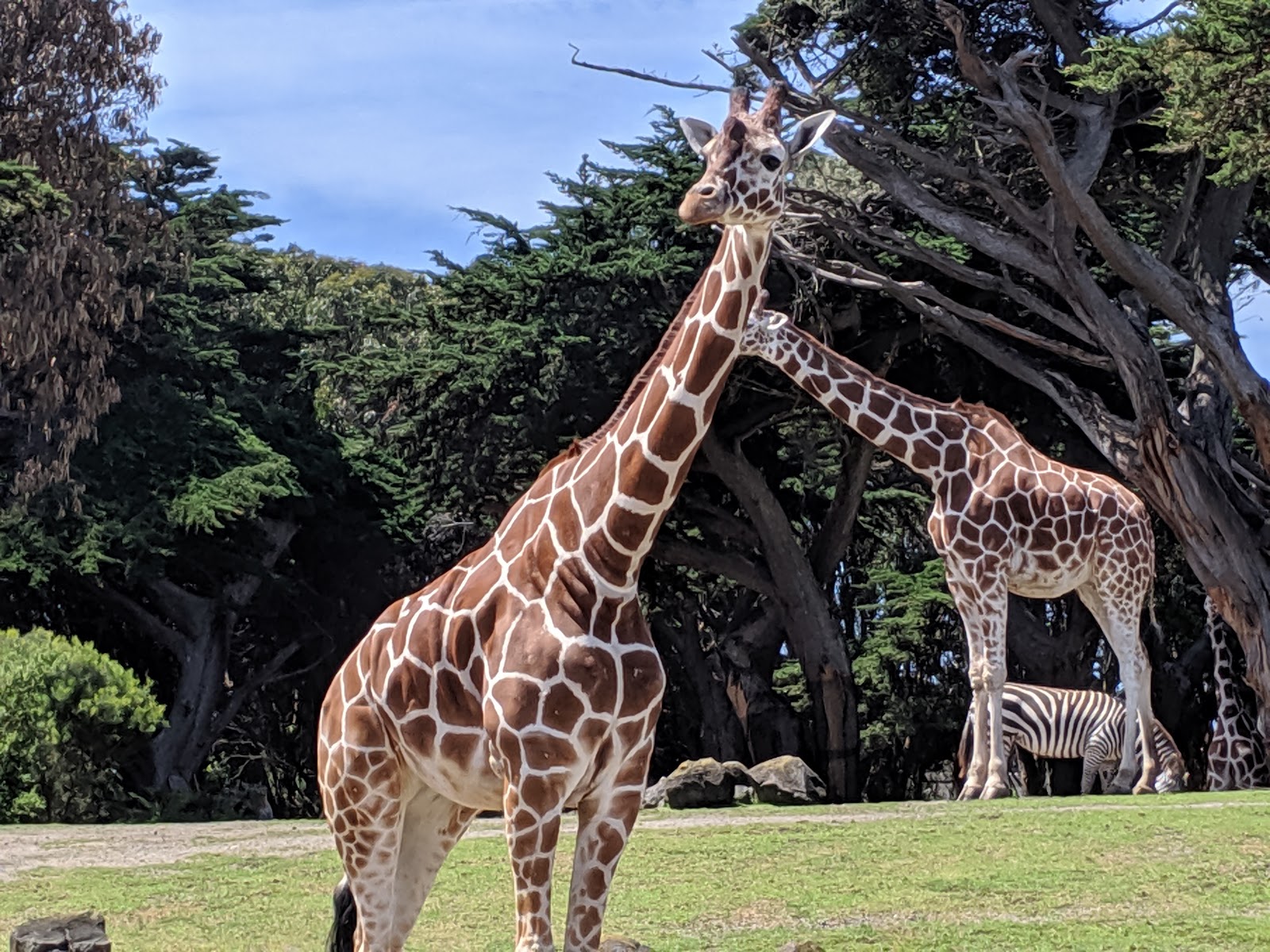 San Francisco Zoo