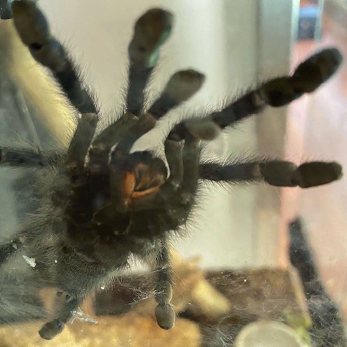 Santa Fe Reptile and Bug Museum