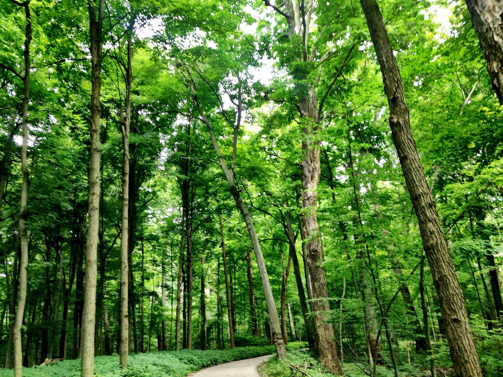 Scott Woods Park