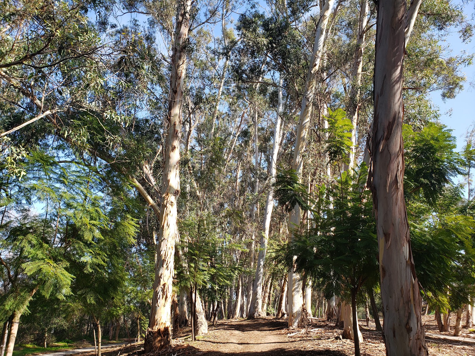 Serrano Creek Park