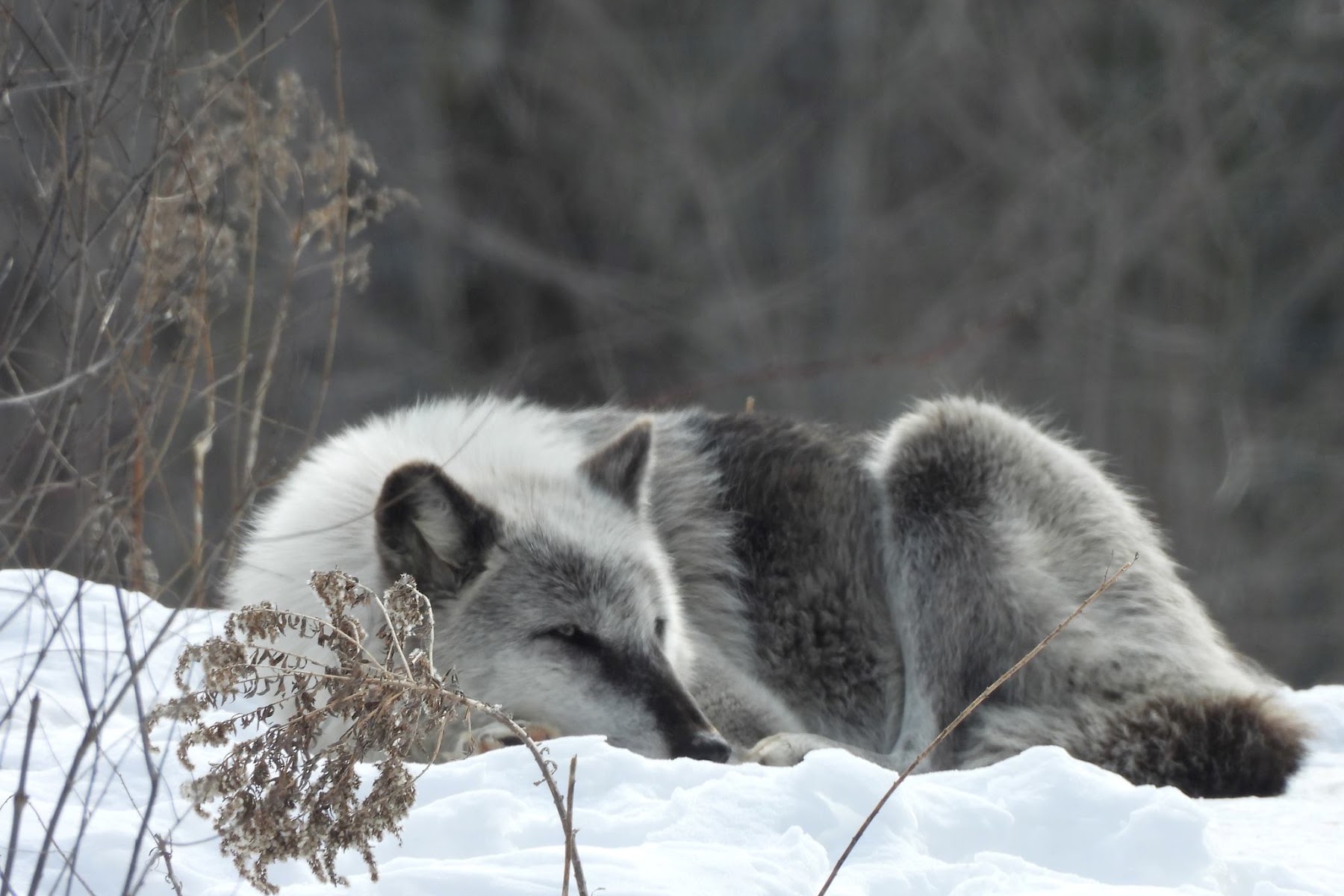 Shalom Wildlife Sanctuary LLC
