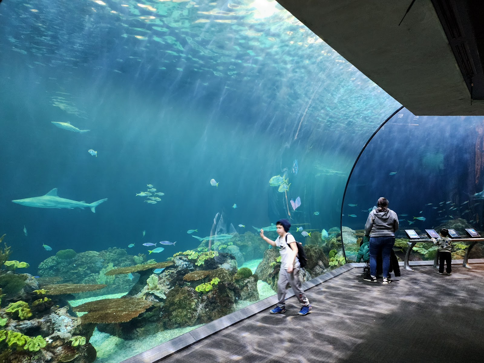 Family Afternoon at Shedd Aquarium & Park