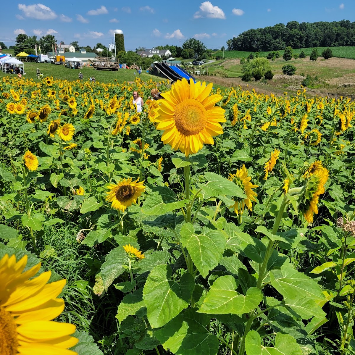 Sinkland Farms