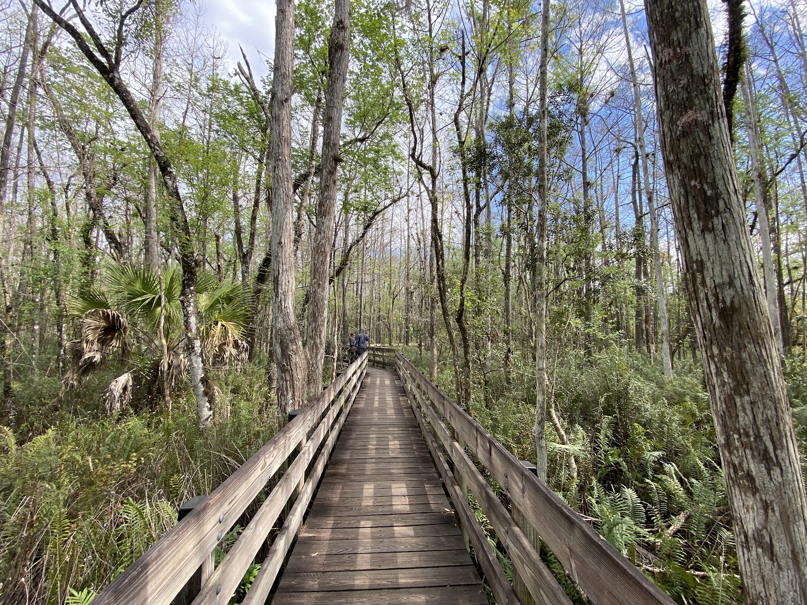 Six Mile Cypress Slough Preserve