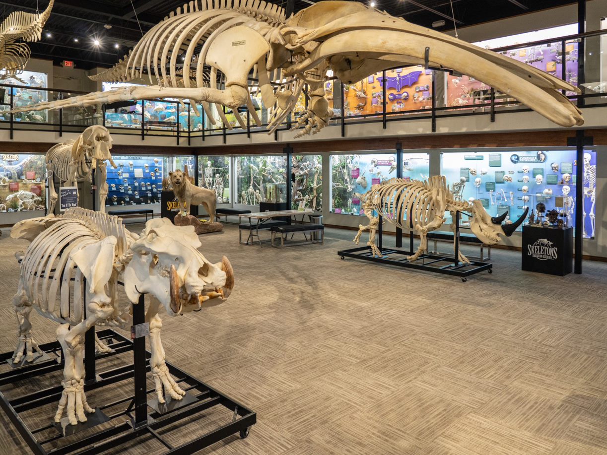 SKELETONS: Museum of Osteology
