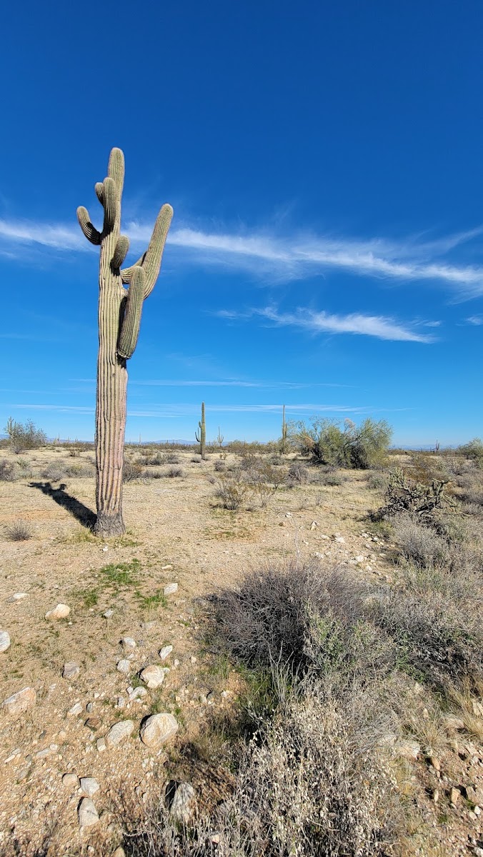 Sonoran Loop Competitive Track
