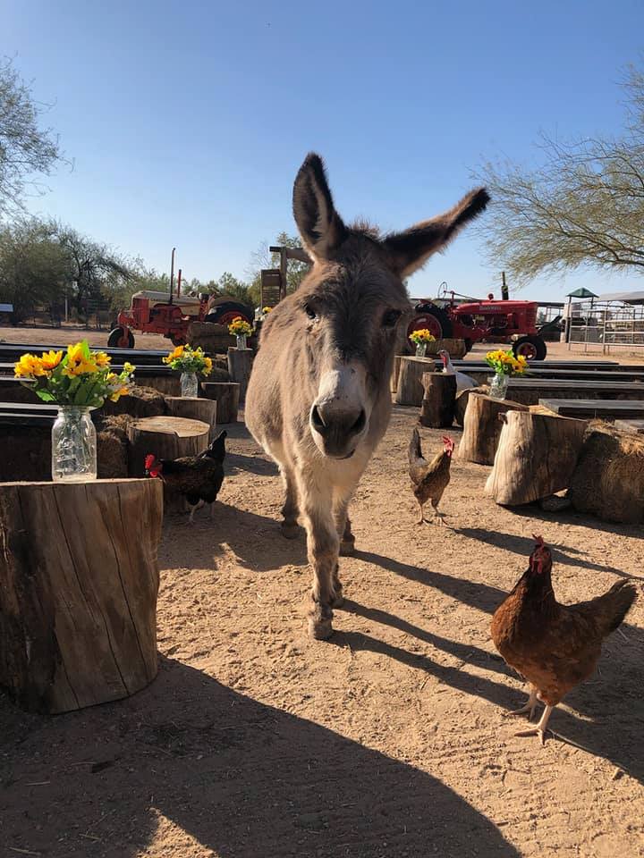 Superstition Farm