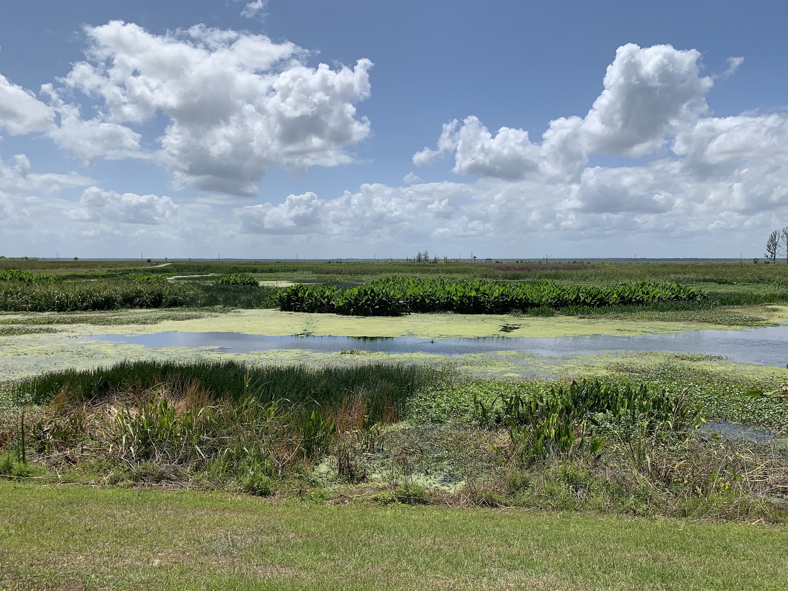 Sweetwater Wetlands Park