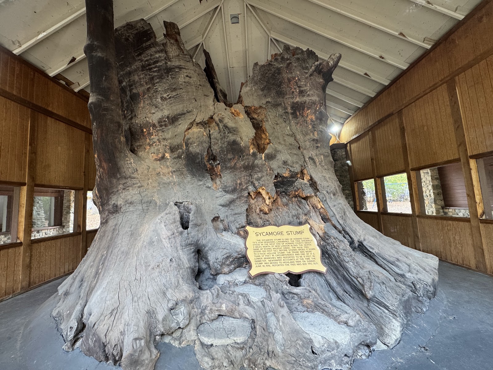 Sycamore Stump & Old Ben