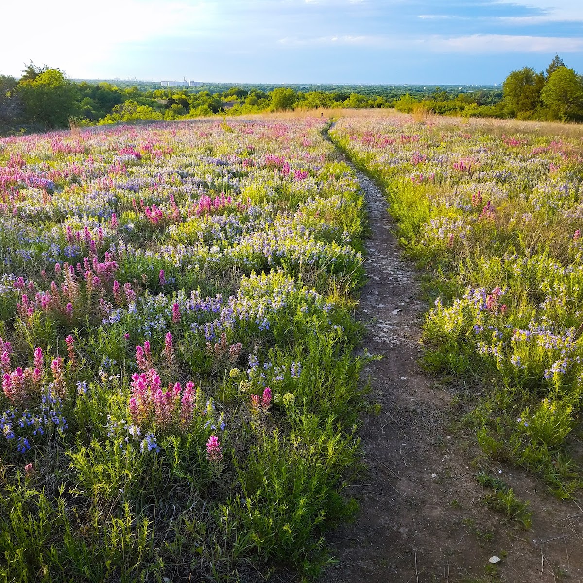 Tandy Hills Natural Area / Stratford Nature Area